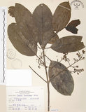 中文名:山香圓(S068478)學名:Turpinia formosana Nakai(S068478)英文名:Formosam turpinia