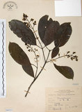 中文名:山香圓(S068523)學名:Turpinia formosana Nakai(S068523)英文名:Formosam turpinia