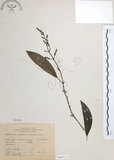 中文名:山香圓(S068527)學名:Turpinia formosana Nakai(S068527)英文名:Formosam turpinia