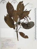 中文名:山香圓(S068528)學名:Turpinia formosana Nakai(S068528)英文名:Formosam turpinia
