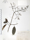 中文名:山香圓(S068535)學名:Turpinia formosana Nakai(S068535)英文名:Formosam turpinia