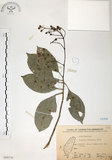 中文名:山香圓(S068536)學名:Turpinia formosana Nakai(S068536)英文名:Formosam turpinia