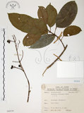 中文名:山香圓(S068539)學名:Turpinia formosana Nakai(S068539)英文名:Formosam turpinia