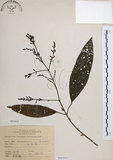 中文名:山香圓(S068553)學名:Turpinia formosana Nakai(S068553)英文名:Formosam turpinia