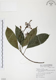 中文名:山香圓(S072829)學名:Turpinia formosana Nakai(S072829)英文名:Formosam turpinia