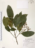 中文名:山香圓(S085924)學名:Turpinia formosana Nakai(S085924)英文名:Formosam turpinia