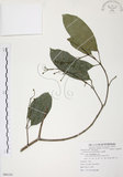 中文名:山香圓(S086185)學名:Turpinia formosana Nakai(S086185)英文名:Formosam turpinia
