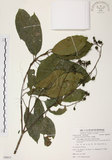 中文名:山香圓(S088013)學名:Turpinia formosana Nakai(S088013)英文名:Formosam turpinia