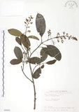 中文名:山香圓(S089093)學名:Turpinia formosana Nakai(S089093)英文名:Formosam turpinia