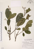 中文名:山香圓(S092586)學名:Turpinia formosana Nakai(S092586)英文名:Formosam turpinia