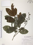 中文名:山香圓(S095542)學名:Turpinia formosana Nakai(S095542)英文名:Formosam turpinia