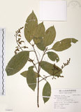 中文名:山香圓(S106812)學名:Turpinia formosana Nakai(S106812)英文名:Formosam turpinia