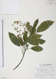 中文名:山香圓(S113037)學名:Turpinia formosana Nakai(S113037)英文名:Formosam turpinia