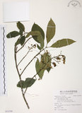 中文名:山香圓(S113705)學名:Turpinia formosana Nakai(S113705)英文名:Formosam turpinia