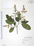 中文名:山香圓(S115024)學名:Turpinia formosana Nakai(S115024)英文名:Formosam turpinia