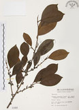 中文名:森氏紅淡比(S001868)學名:Cleyera japonica Thunb. var. morii (Yamamoto) Masamune(S001868)英文名:Mori cleyera