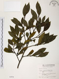中文名:森氏紅淡比(S002854)學名:Cleyera japonica Thunb. var. morii (Yamamoto) Masamune(S002854)英文名:Mori cleyera