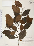 中文名:森氏紅淡比(S003276)學名:Cleyera japonica Thunb. var. morii (Yamamoto) Masamune(S003276)英文名:Mori cleyera