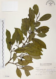 中文名:森氏紅淡比(S003348)學名:Cleyera japonica Thunb. var. morii (Yamamoto) Masamune(S003348)英文名:Mori cleyera