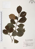 中文名:森氏紅淡比(S004103)學名:Cleyera japonica Thunb. var. morii (Yamamoto) Masamune(S004103)英文名:Mori cleyera