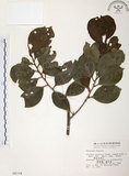 中文名:森氏紅淡比(S004104)學名:Cleyera japonica Thunb. var. morii (Yamamoto) Masamune(S004104)英文名:Mori cleyera