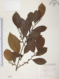 中文名:森氏紅淡比(S004762)學名:Cleyera japonica Thunb. var. morii (Yamamoto) Masamune(S004762)英文名:Mori cleyera