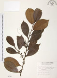 中文名:森氏紅淡比(S004798)學名:Cleyera japonica Thunb. var. morii (Yamamoto) Masamune(S004798)英文名:Mori cleyera