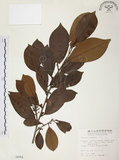 中文名:森氏紅淡比(S004954)學名:Cleyera japonica Thunb. var. morii (Yamamoto) Masamune(S004954)英文名:Mori cleyera