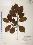 中文名:森氏紅淡比(S005795)學名:Cleyera japonica Thunb. var. morii (Yamamoto) Masamune(S005795)英文名:Mori cleyera