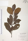 中文名:森氏紅淡比(S005804)學名:Cleyera japonica Thunb. var. morii (Yamamoto) Masamune(S005804)英文名:Mori cleyera