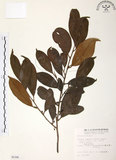 中文名:森氏紅淡比(S006396)學名:Cleyera japonica Thunb. var. morii (Yamamoto) Masamune(S006396)英文名:Mori cleyera