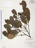 中文名:森氏紅淡比(S008754)學名:Cleyera japonica Thunb. var. morii (Yamamoto) Masamune(S008754)英文名:Mori cleyera