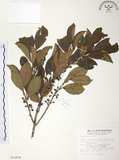 中文名:森氏紅淡比(S012824)學名:Cleyera japonica Thunb. var. morii (Yamamoto) Masamune(S012824)英文名:Mori cleyera