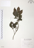 中文名:森氏紅淡比(S012826)學名:Cleyera japonica Thunb. var. morii (Yamamoto) Masamune(S012826)英文名:Mori cleyera