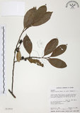 中文名:森氏紅淡比(S013010)學名:Cleyera japonica Thunb. var. morii (Yamamoto) Masamune(S013010)英文名:Mori cleyera