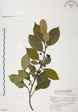 中文名:森氏紅淡比(S031369)學名:Cleyera japonica Thunb. var. morii (Yamamoto) Masamune(S031369)英文名:Mori cleyera