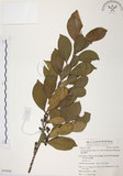 中文名:森氏紅淡比(S053826)學名:Cleyera japonica Thunb. var. morii (Yamamoto) Masamune(S053826)英文名:Mori cleyera