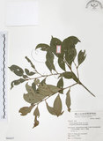 中文名:森氏紅淡比(S064437)學名:Cleyera japonica Thunb. var. morii (Yamamoto) Masamune(S064437)英文名:Mori cleyera