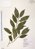 中文名:森氏紅淡比(S065446)學名:Cleyera japonica Thunb. var. morii (Yamamoto) Masamune(S065446)英文名:Mori cleyera