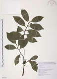 中文名:森氏紅淡比(S087612)學名:Cleyera japonica Thunb. var. morii (Yamamoto) Masamune(S087612)英文名:Mori cleyera