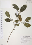 中文名:森氏紅淡比(S092057)學名:Cleyera japonica Thunb. var. morii (Yamamoto) Masamune(S092057)英文名:Mori cleyera