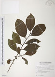 中文名:森氏紅淡比(S094573)學名:Cleyera japonica Thunb. var. morii (Yamamoto) Masamune(S094573)英文名:Mori cleyera