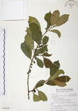 中文名:森氏紅淡比(S109509)學名:Cleyera japonica Thunb. var. morii (Yamamoto) Masamune(S109509)英文名:Mori cleyera