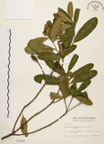 中文名:大頭茶(S003249)學名:Gordonia axillaris (Roxb.) Dietr.(S003249)英文名:Taiwan Gordonia