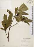 中文名:大頭茶(S004964)學名:Gordonia axillaris (Roxb.) Dietr.(S004964)英文名:Taiwan Gordonia