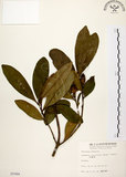 中文名:大頭茶(S005988)學名:Gordonia axillaris (Roxb.) Dietr.(S005988)英文名:Taiwan Gordonia