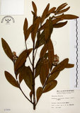 中文名:大頭茶(S007899)學名:Gordonia axillaris (Roxb.) Dietr.(S007899)英文名:Taiwan Gordonia