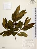 中文名:大頭茶(S010029)學名:Gordonia axillaris (Roxb.) Dietr.(S010029)英文名:Taiwan Gordonia