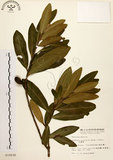 中文名:大頭茶(S010030)學名:Gordonia axillaris (Roxb.) Dietr.(S010030)英文名:Taiwan Gordonia