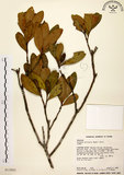 中文名:大頭茶(S013001)學名:Gordonia axillaris (Roxb.) Dietr.(S013001)英文名:Taiwan Gordonia